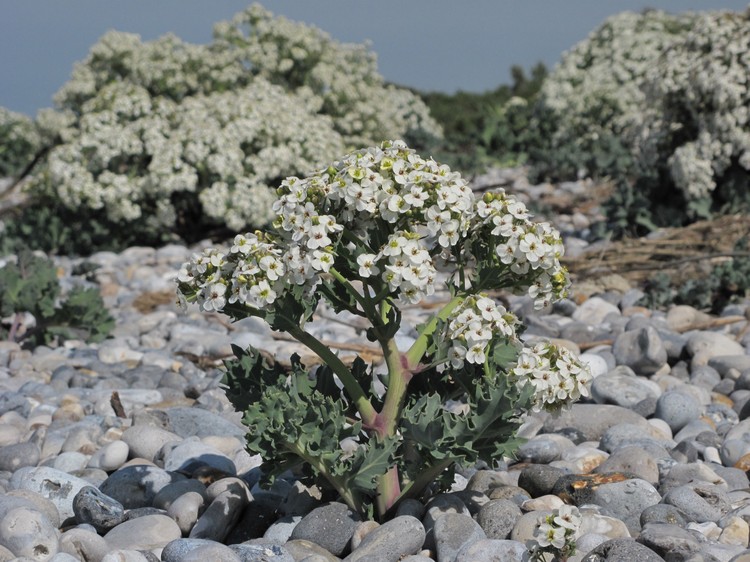 Crambe maritima
